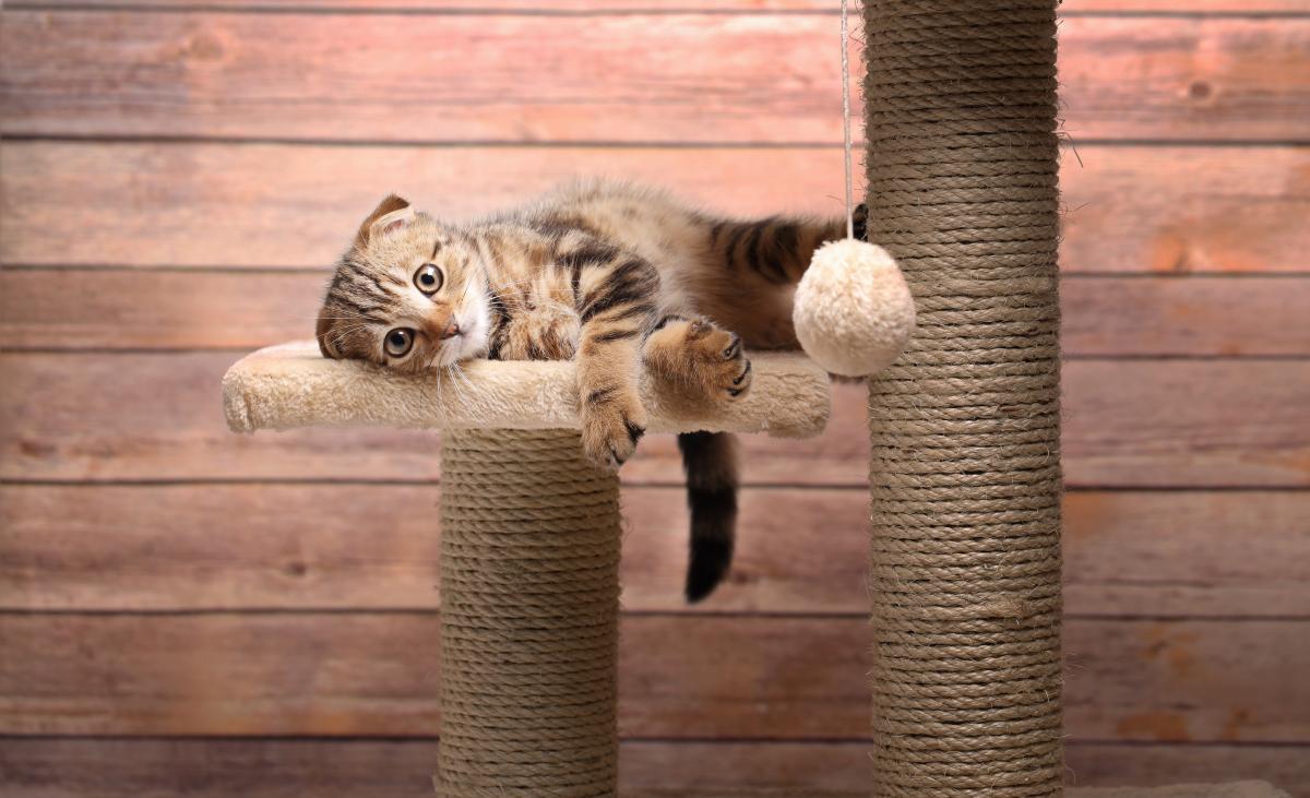Il gatto miagola con lo sguardo perso nel vuoto: molla tutto e corri subito dal veterinario